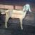 Nubian Bucks 4 thumbnail
