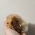 Teddy bear hamsters 6 thumbnail