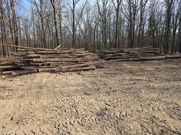 Oak Logs 1