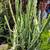 Mature Succulents For Landscaping 11 thumbnail