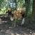 Cows 4 thumbnail