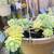 Hanging plants 12 inch pots 5 thumbnail