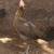 Gamefowl hen 3 thumbnail
