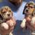 Beagle puppies 6 thumbnail