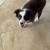 8 week old border collie male for sale 2 thumbnail
