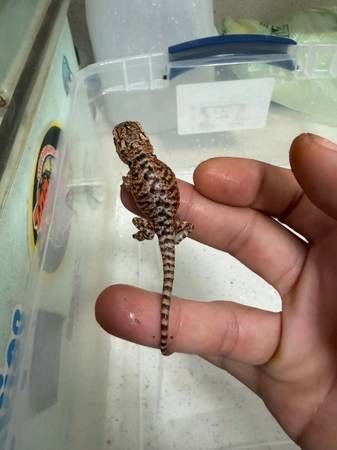 Baby bearded dragons600387636785981449