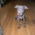 2 Month old PitMix Puppy 2 thumbnail