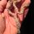 Ball python red ackies 18 thumbnail