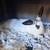 Bunnies 2 thumbnail