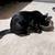 Stumpy Tailed Kitten 2 thumbnail