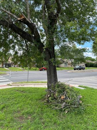 Small tree trimmings removed 1