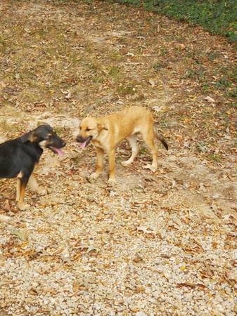 Free Puppies-Shepard Mix (Barton)63748469884547120