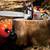 Packer Tree Service 8 thumbnail