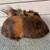 Pair of Young Bonded Male Guinea Pigs 7 thumbnail