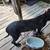 Female pup needs new home 2 thumbnail