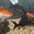 Goldfish free 2 thumbnail