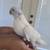 Indian ringneck 4 thumbnail