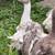 Geese 2 thumbnail