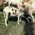 bred katahdin ewe 2 thumbnail