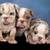 English Bulldog Puppies $1500 3 thumbnail