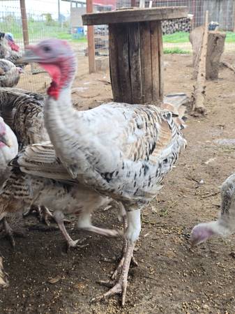 Heritage Turkeys Young Flock 1
