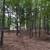 Land Clearing/Forestry Mulching🌳FREE QUOTES 17 thumbnail