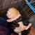 Kittens 8 thumbnail