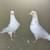 Pakistani pigeons 5 thumbnail