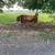 Angus Cattle, 2 Cows, 2 Calves, 2 Heifers 5 thumbnail