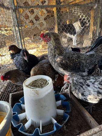 30 roosters available 1