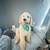 Standard Golden Doodle 3 thumbnail