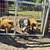 Kunekune breeders 2 thumbnail