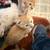 Kittens (bobtail 1) 2 thumbnail