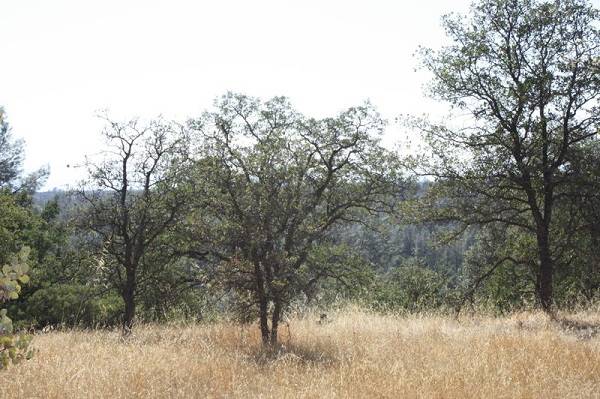 $89,000 REDUCED! 10 Acres in Anderson - Near Win River Casino- OWC with $2000 (Anderson)63972383428354124
