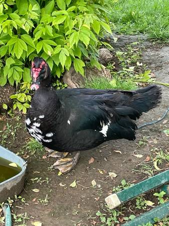 Muscovy Ducks 1