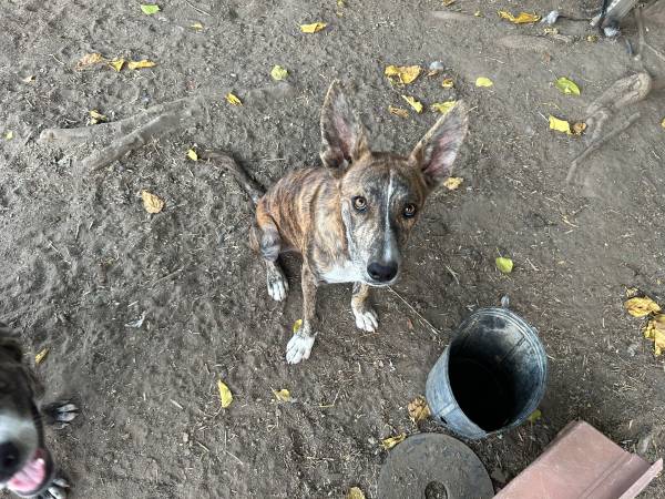 Perros buscando un buen hogar (Madera)63798821649793121