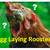 Egg layer Roosters 2 thumbnail