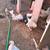 Pigeons 1 thumbnail