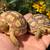 Sulcata Tortoise 8 thumbnail