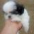 Shih tzu puppies 2 thumbnail