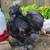 Silkie Chickens Pullets & Cockerels 3 thumbnail