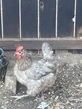 Hen 1