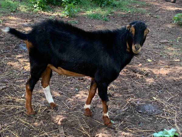 Lamancha goat buck 1