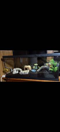Gecko leopardo (Milton)63373486851841121