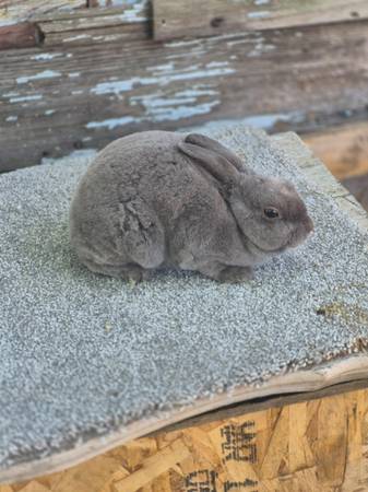 Mini rex rabbit (Muskegon)63910107230338124