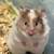 Hamsters 19 thumbnail