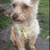 🐶 Transform Your Dog in 28 Days – Manhattan & Surrounding Areas 🗽 ✅ 18 thumbnail