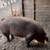 Pig 1 thumbnail