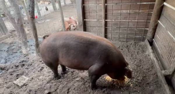Pig 1