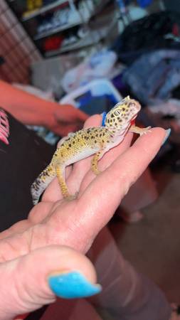 Geckos leopardo necesitan nuevo hogar (Mcdonald)63661209841409122